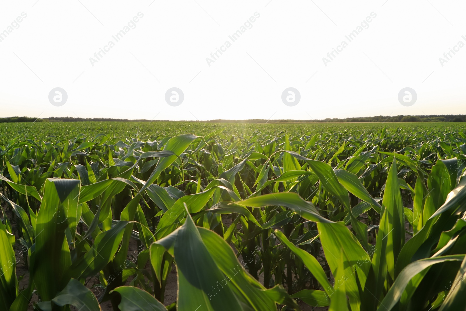 Photo of Beautiful agricultural field with green corn plants on sunny day