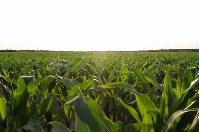 Photo of Beautiful agricultural field with green corn plants on sunny day