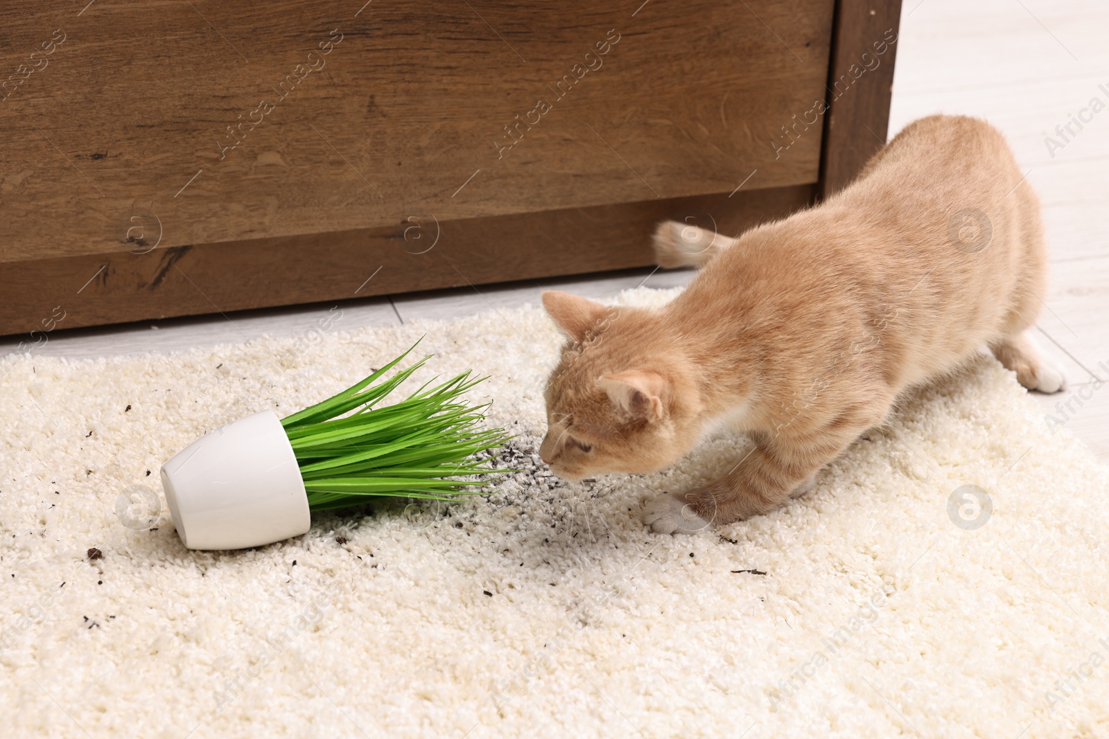 Photo of Cute ginger cat near overturned houseplant on carpet at home