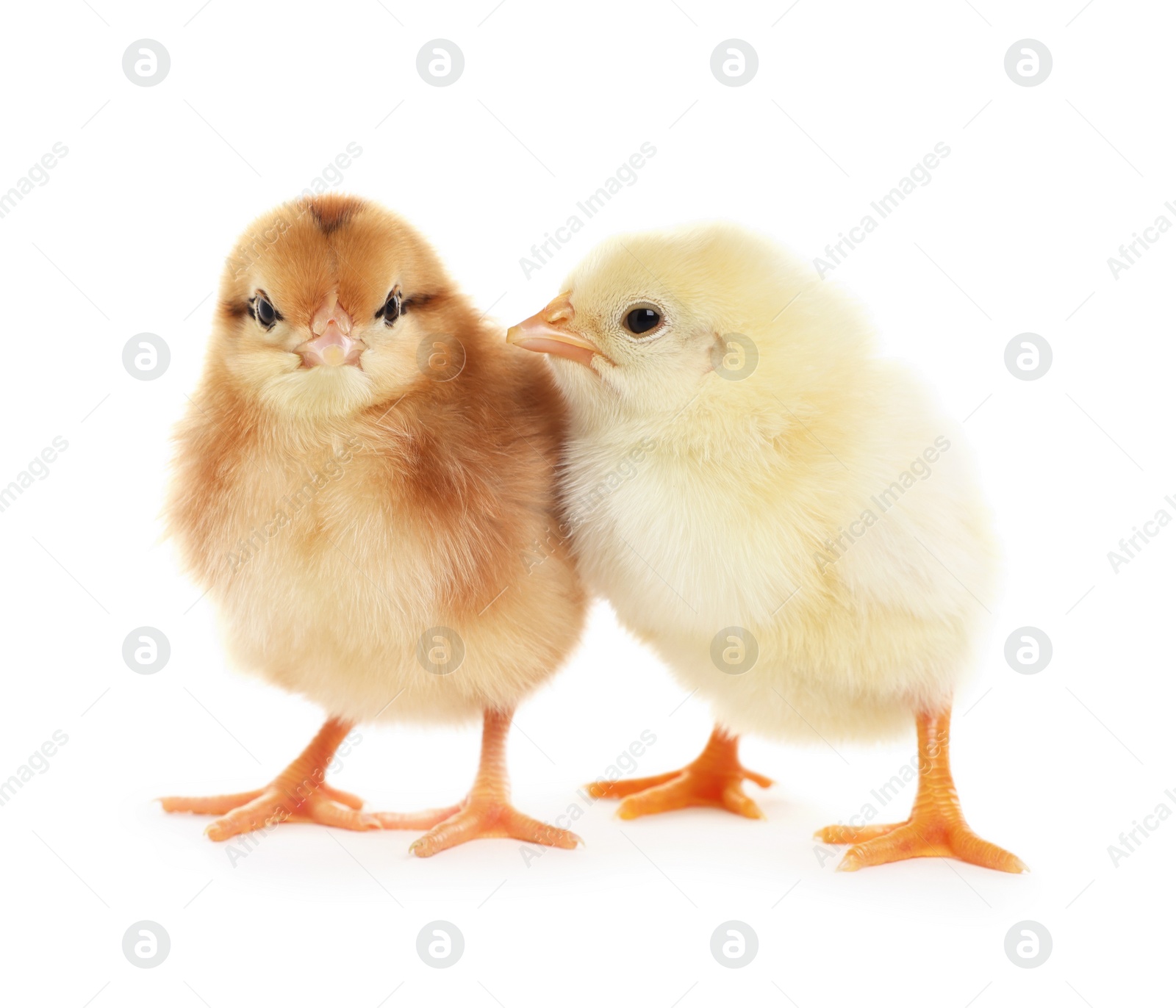 Photo of Two cute fluffy baby chickens on white background