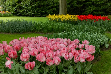 Photo of Park with variety of beautiful tulip flowers. Spring season