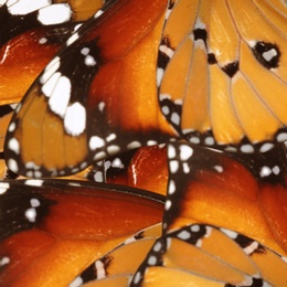 Image of Beautiful African monarch butterfly wings as background, closeup