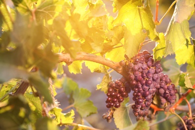 Photo of Bunch of ripe juicy grapes on branch in vineyard