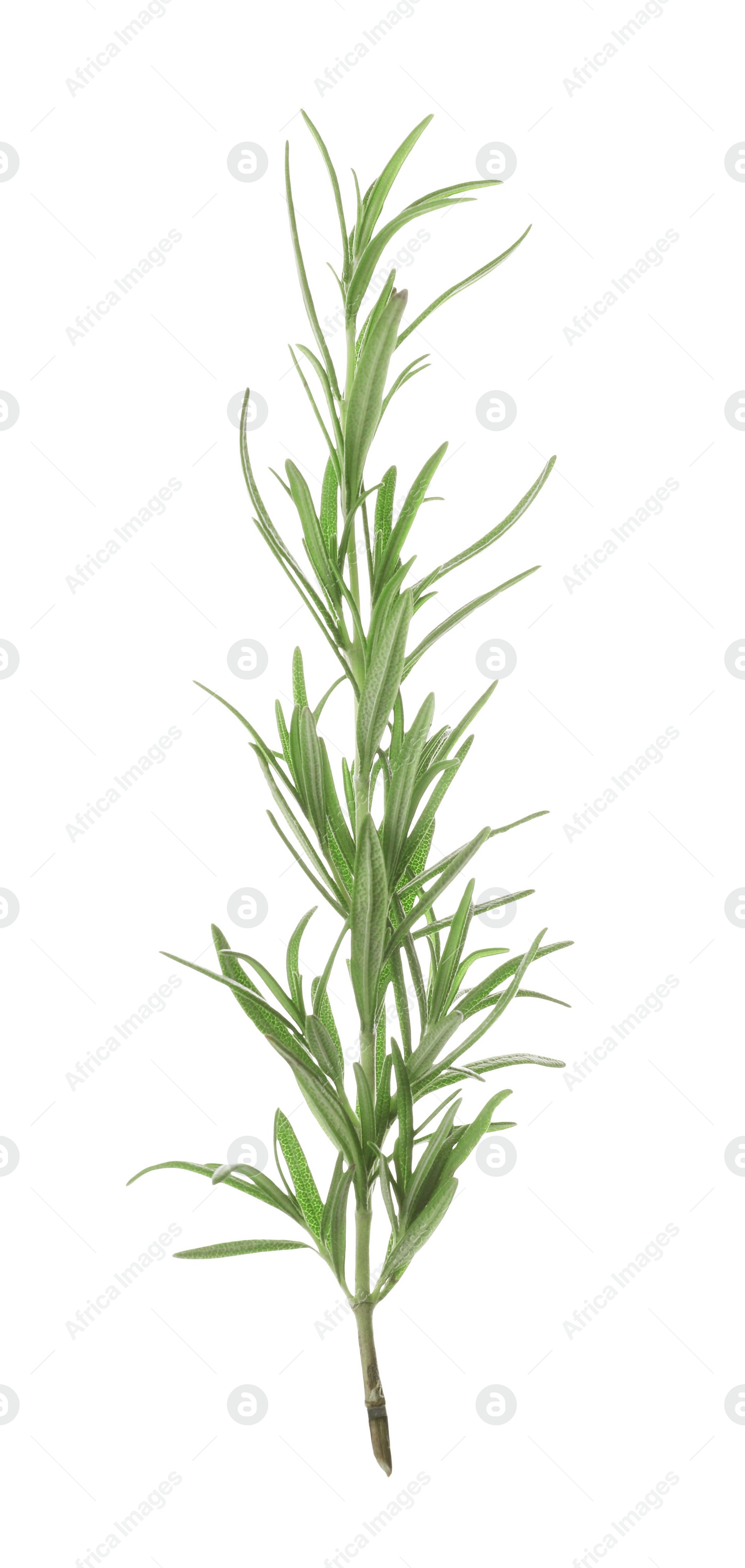 Photo of Fresh green rosemary isolated on white. Aromatic herb