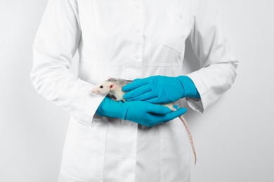Scientist holding laboratory rat on white background, closeup