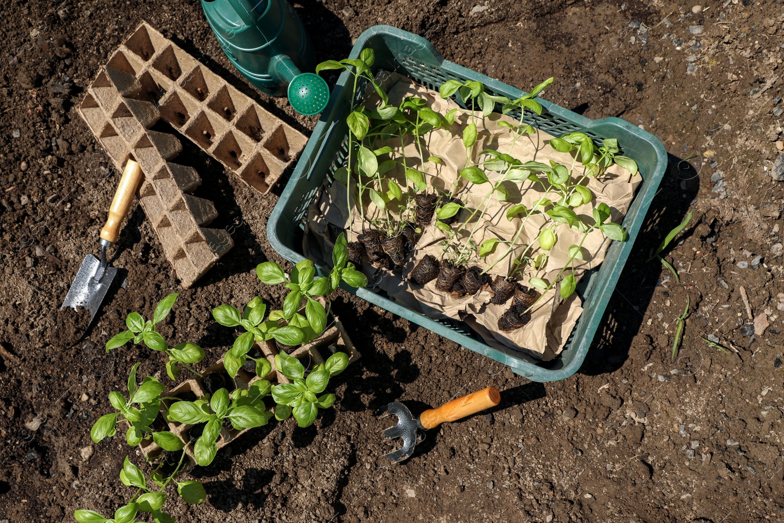 Photo of Beautiful seedlings in container and crate prepared for transplanting on ground outdoors, flat lay