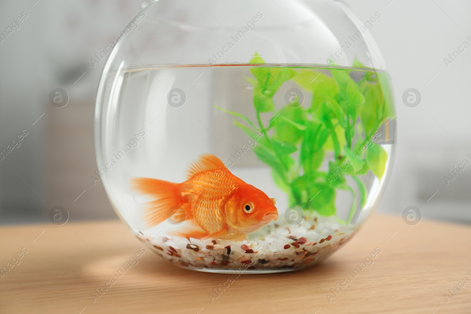 Photo of Beautiful bright small goldfish in round glass aquarium on wooden table indoors