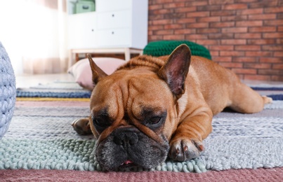 Photo of Funny French bulldog lying on floor indoors