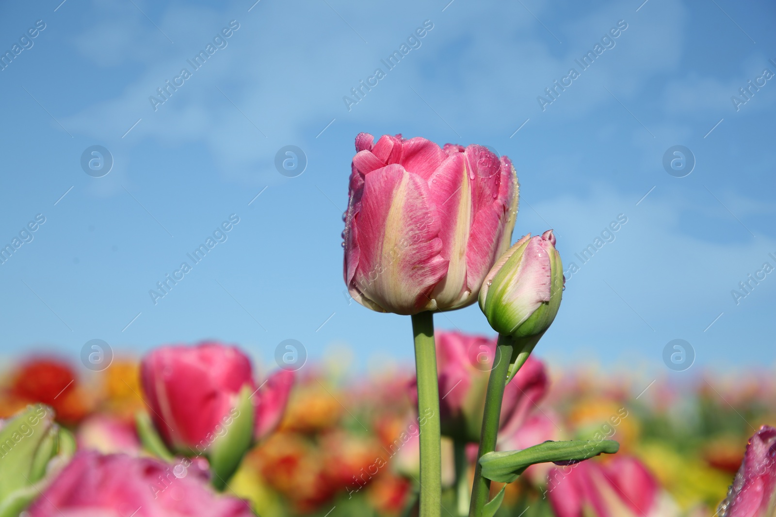 Photo of Beautiful pink tulip flowers growing in field on sunny day, closeup