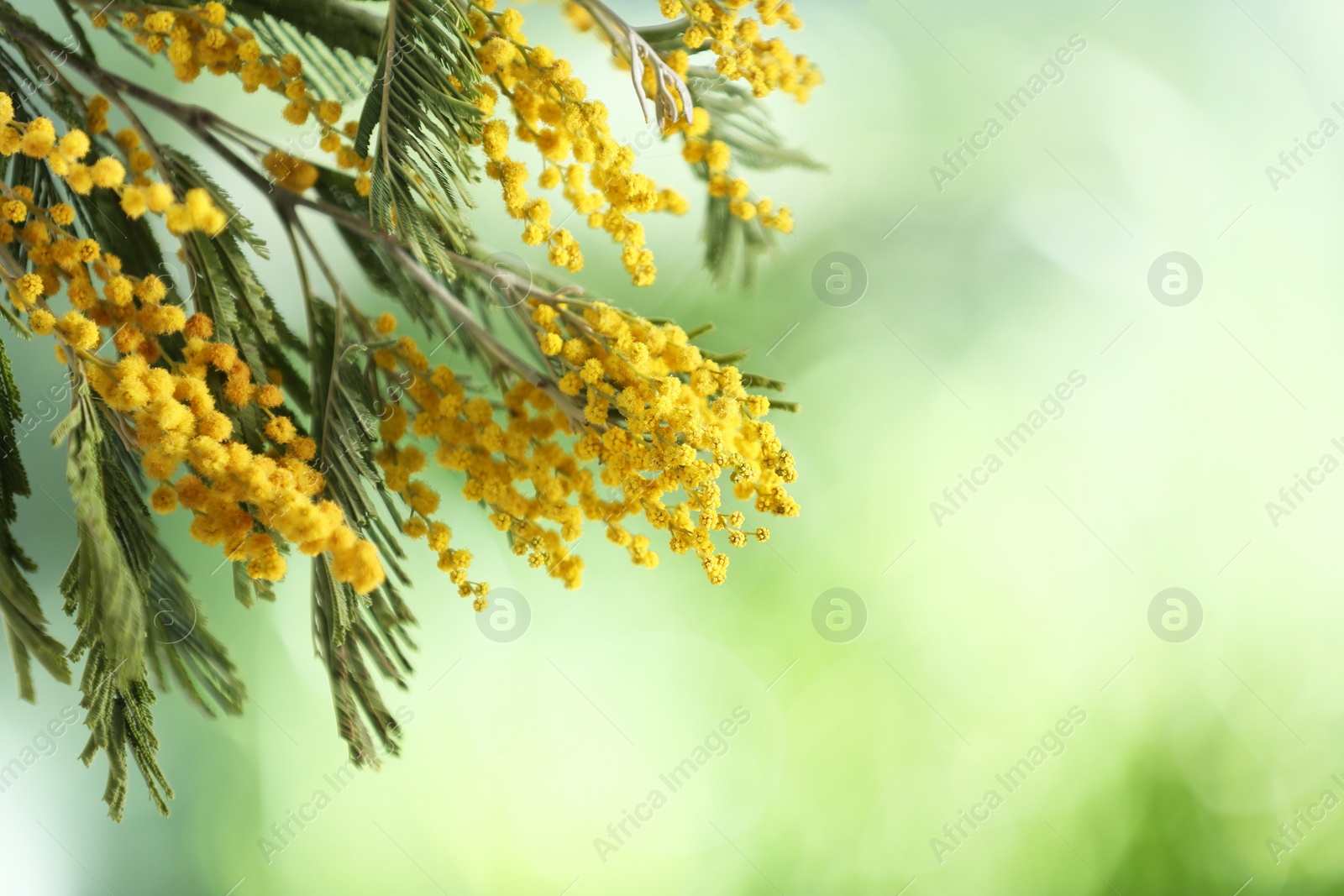 Photo of Beautiful bright mimosa flowers on blurred background, closeup. Space for text