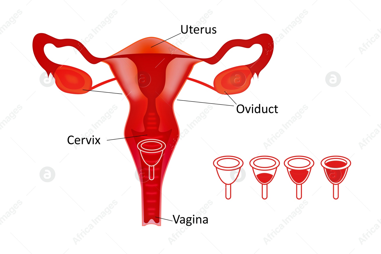Illustration of Instruction how to use menstrual cup during period. Female reproductive system on white background, illustration