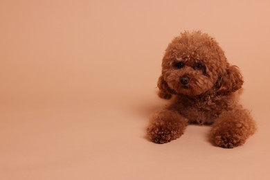 Cute Maltipoo dog on beige background, space for text. Lovely pet