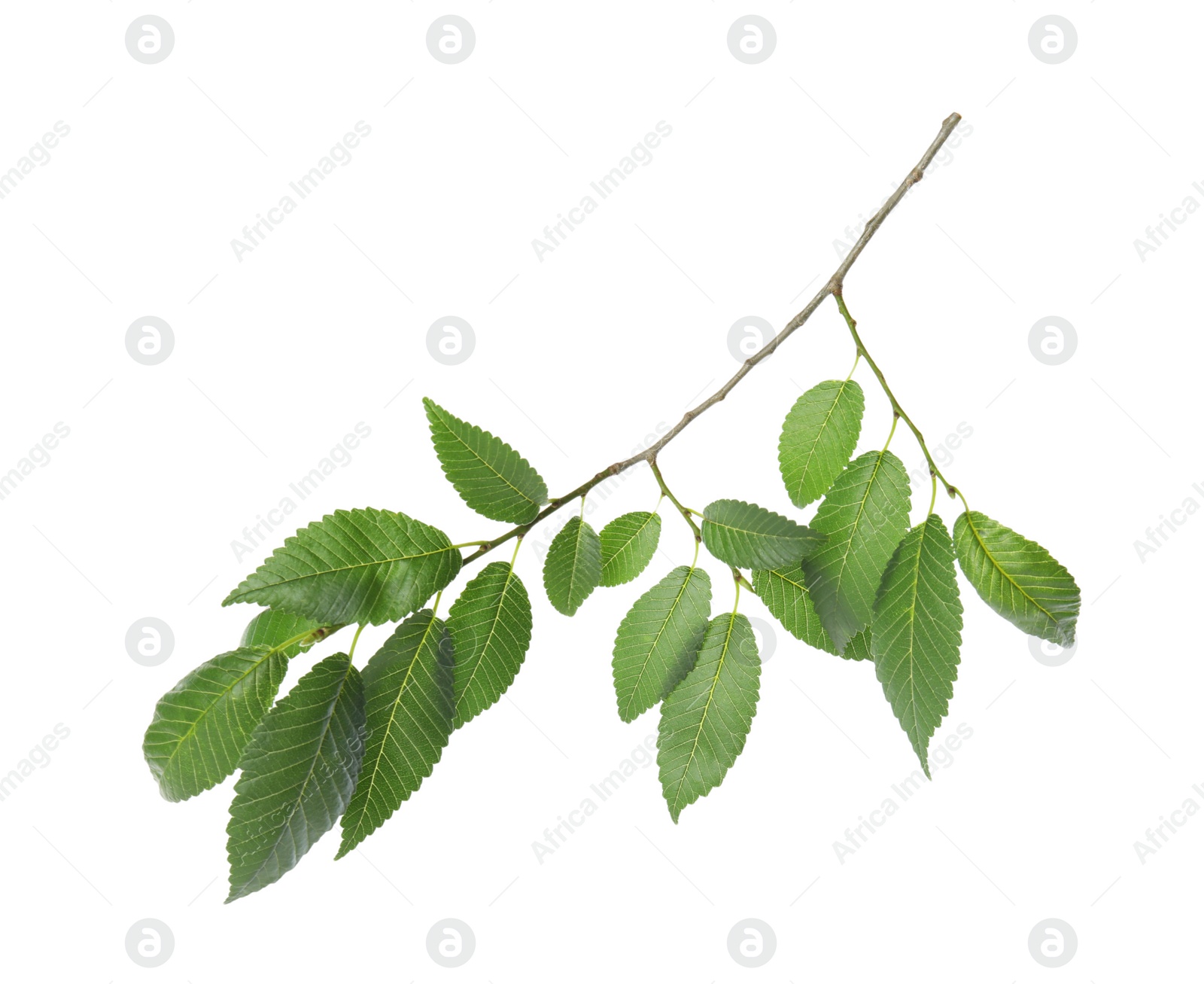 Photo of Branch of elm tree with young fresh green leaves isolated on white. Spring season