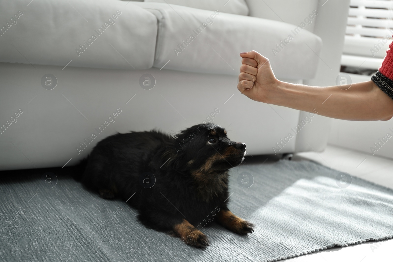 Photo of Woman beating dog at home, closeup. Domestic violence against pets