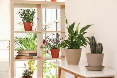 Photo of Shelving unit with plants indoors. Trendy home interior