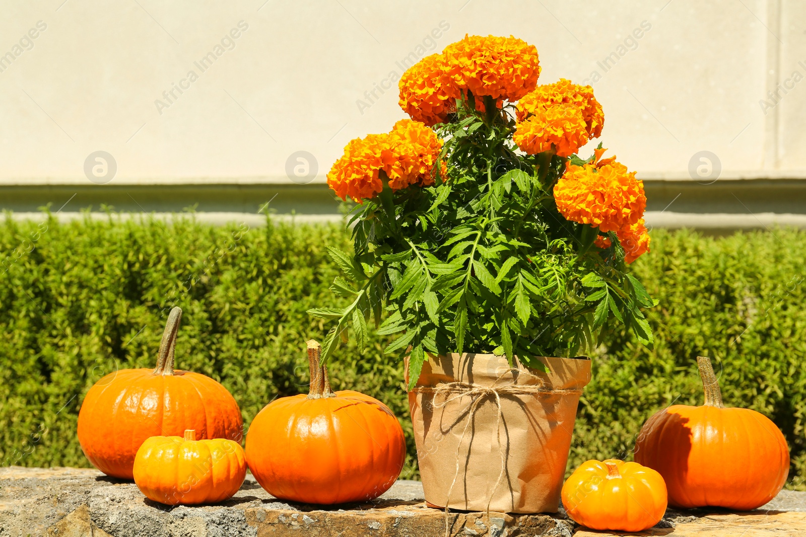 Photo of Ripe orange pumpkins and blooming marigolds on stone surface in garden