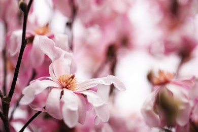 Closeup view of beautiful blooming magnolia tree outdoors. Space for text