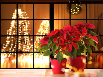 Christmas traditional poinsettia flowers near window, space for text
