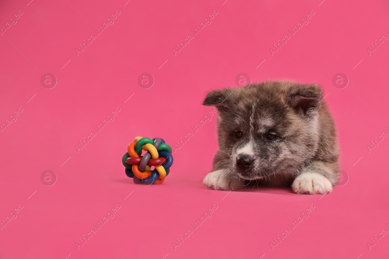 Photo of Cute Akita inu puppy with toy on pink background. Friendly dog