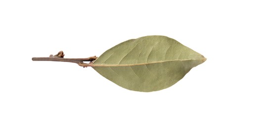 Photo of One aromatic bay leaf isolated on white