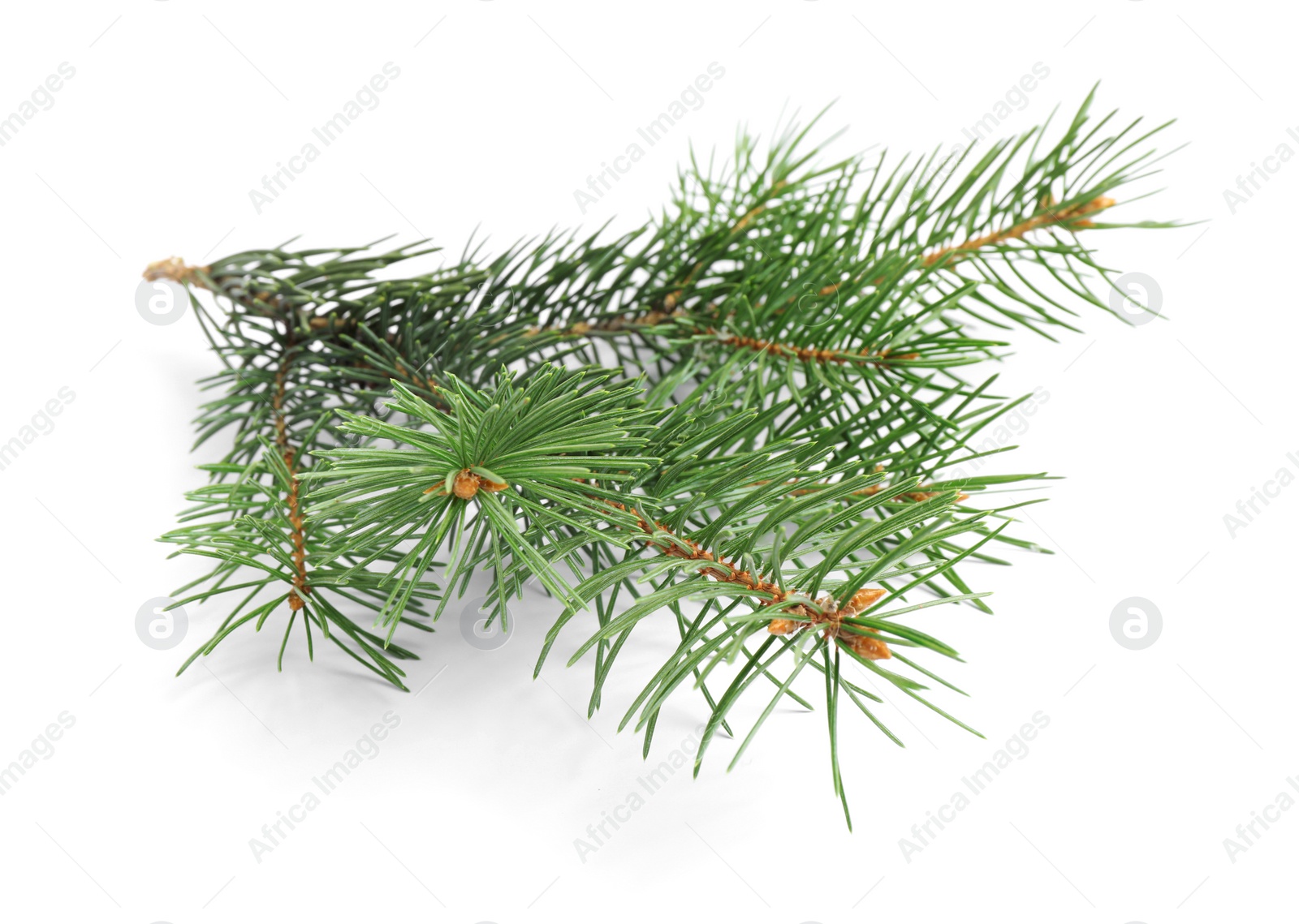 Photo of Branch of Christmas tree on white background