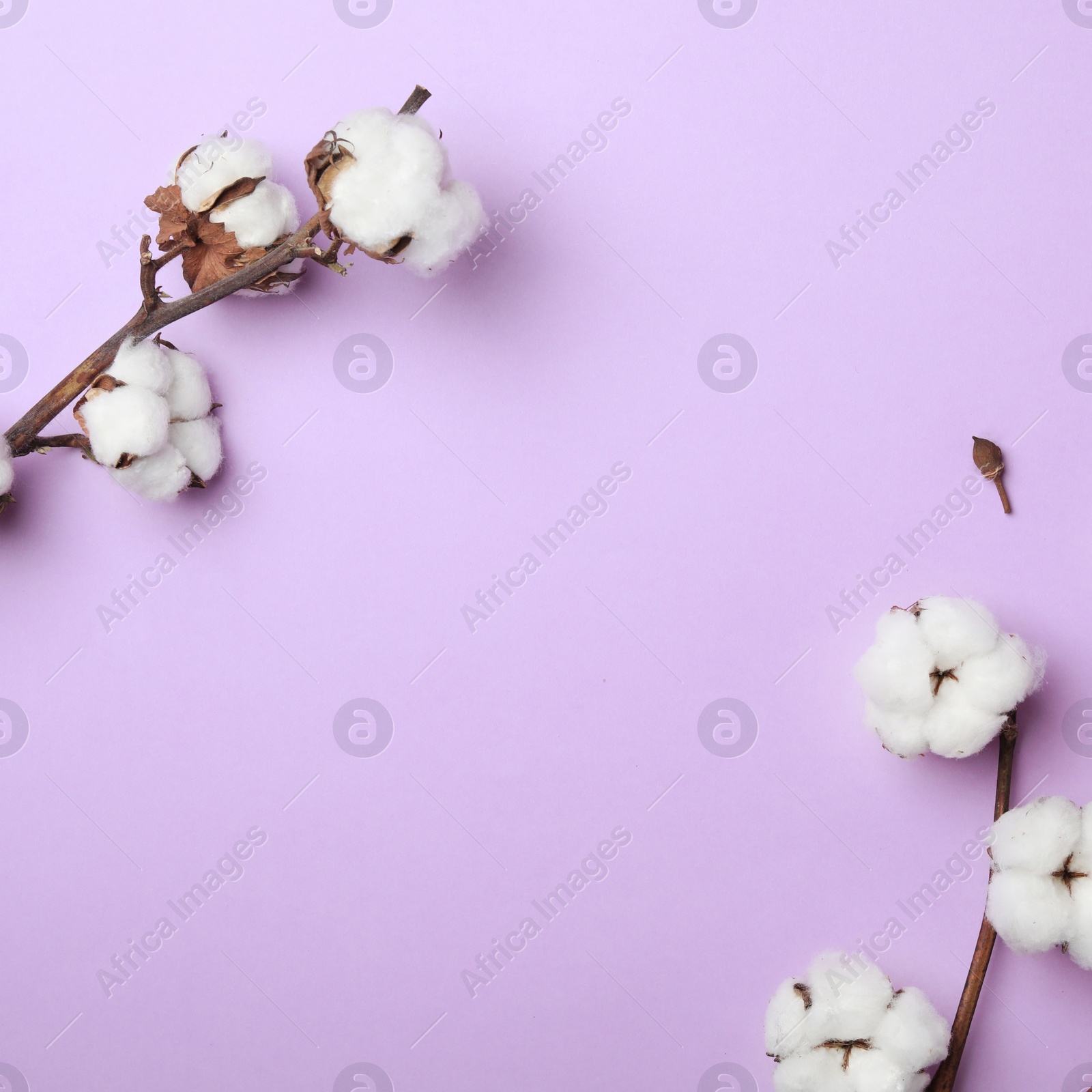 Photo of Flat lay composition with cotton flowers on violet background. Space for text