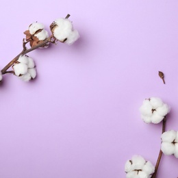 Photo of Flat lay composition with cotton flowers on violet background. Space for text