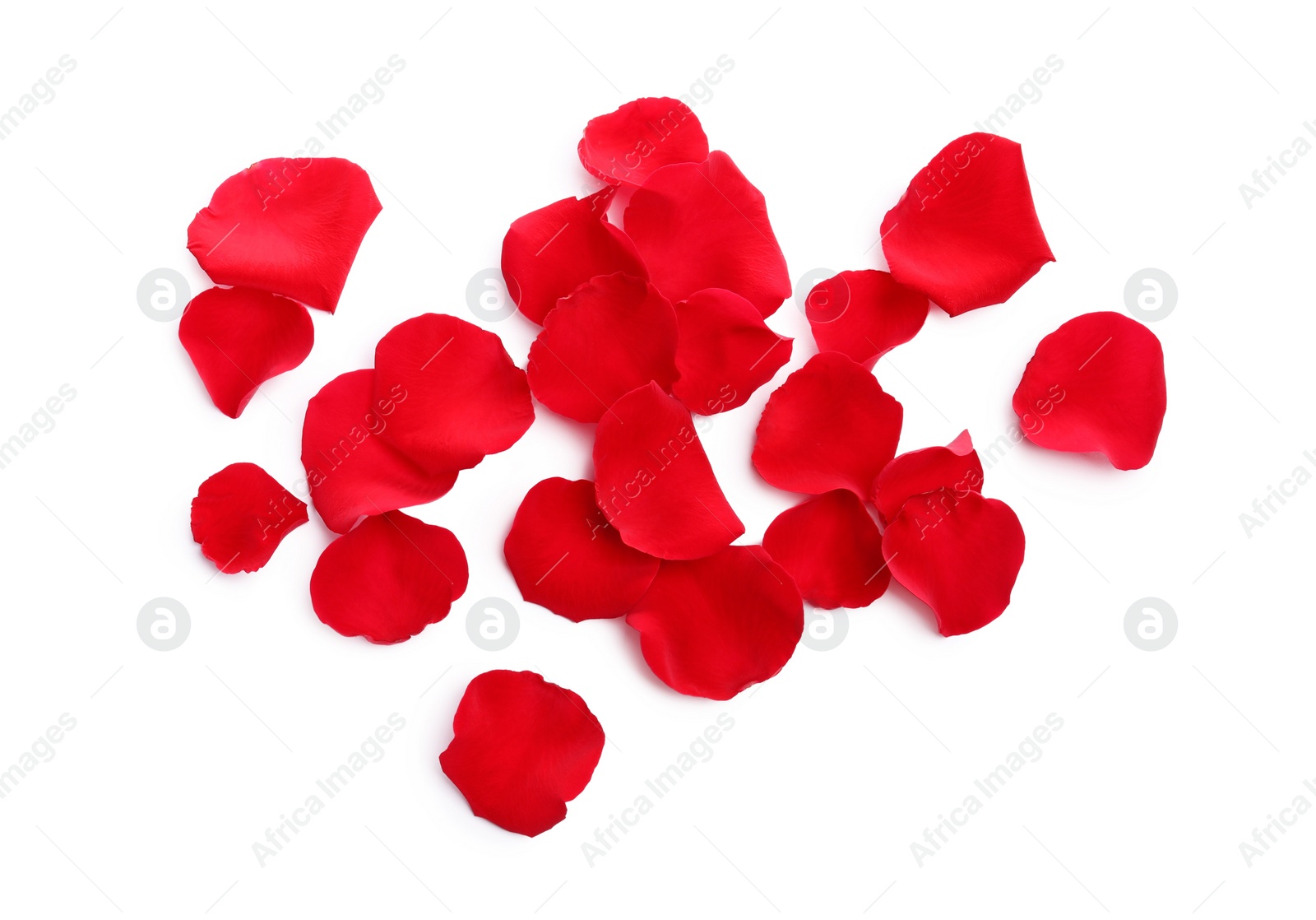 Photo of Many red rose petals on white background, top view