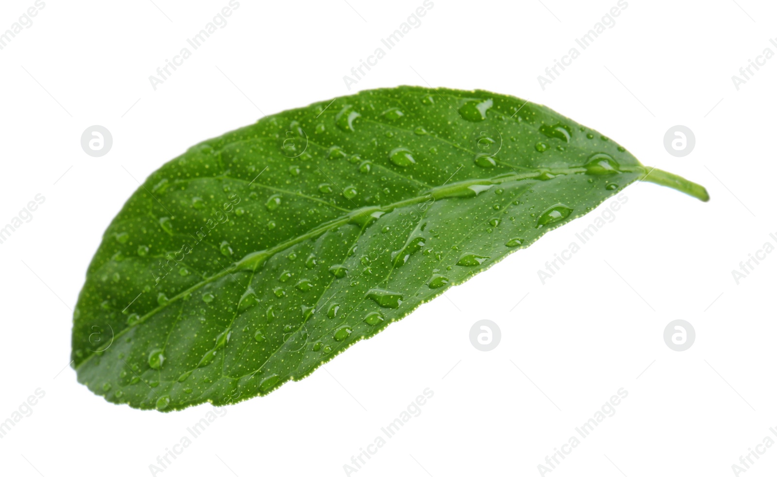 Photo of Fresh green citrus leaf with water drops on white background