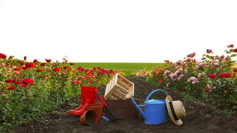 Straw hat, rubber boots, gardening tools and equipment near rose bushes outdoors