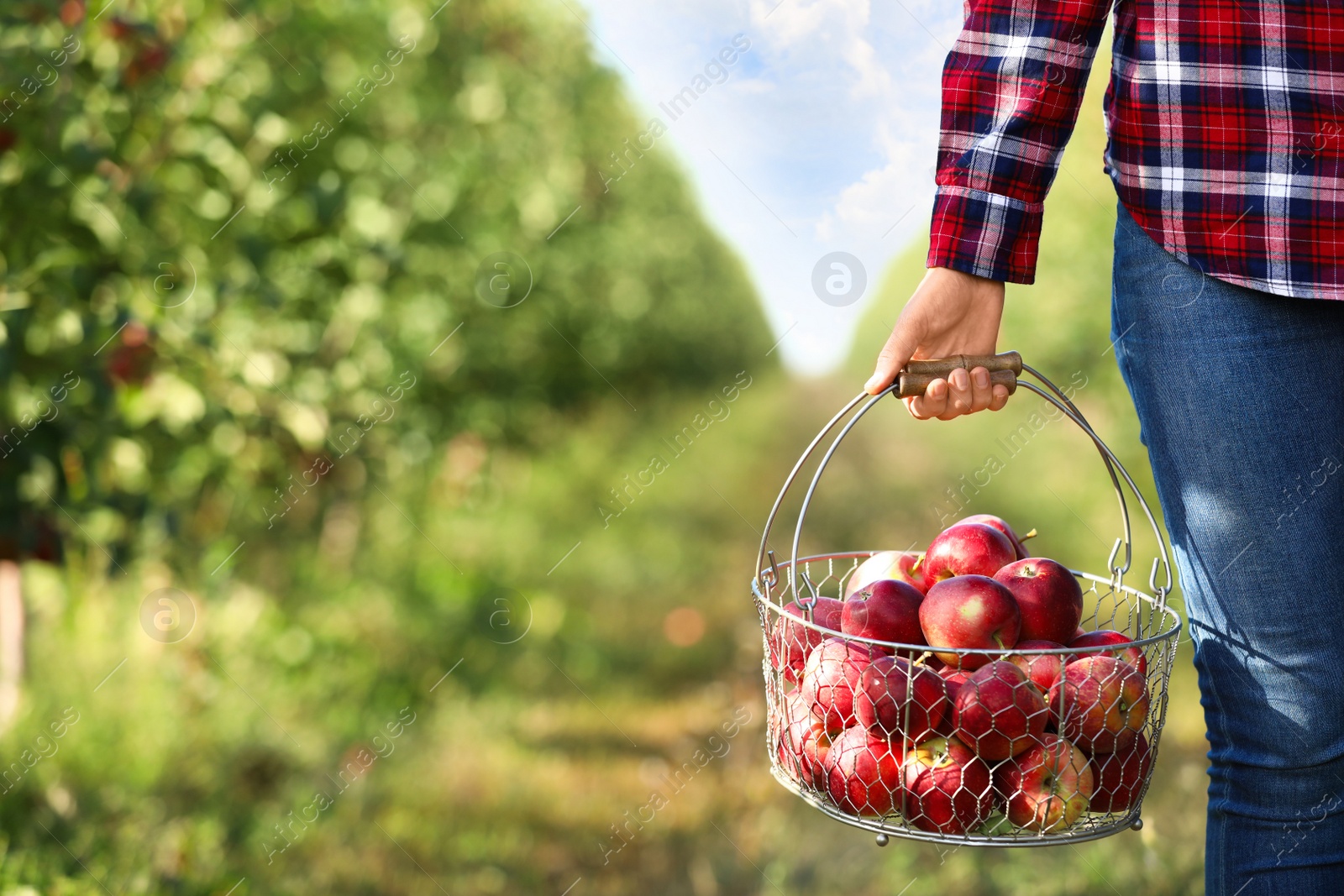 Photo of Woman holding basket with ripe apples in garden, closeup