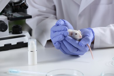 Photo of Scientist with rat at table in chemical laboratory, closeup. Animal testing