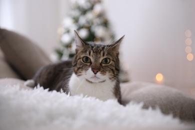 Photo of Cute cat in room decorated for Christmas