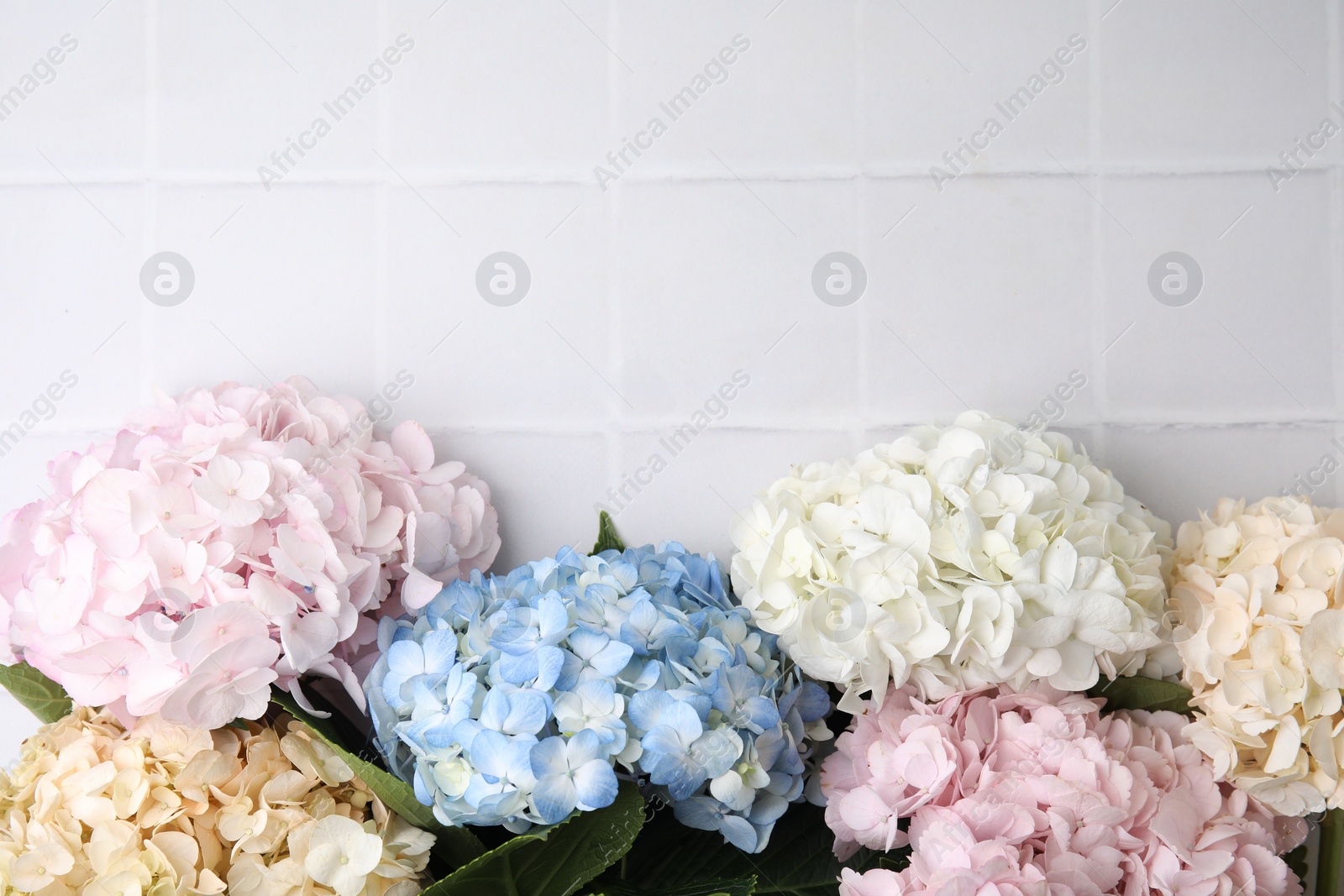 Photo of Beautiful hydrangea flowers on white tiled background, top view. Space for text