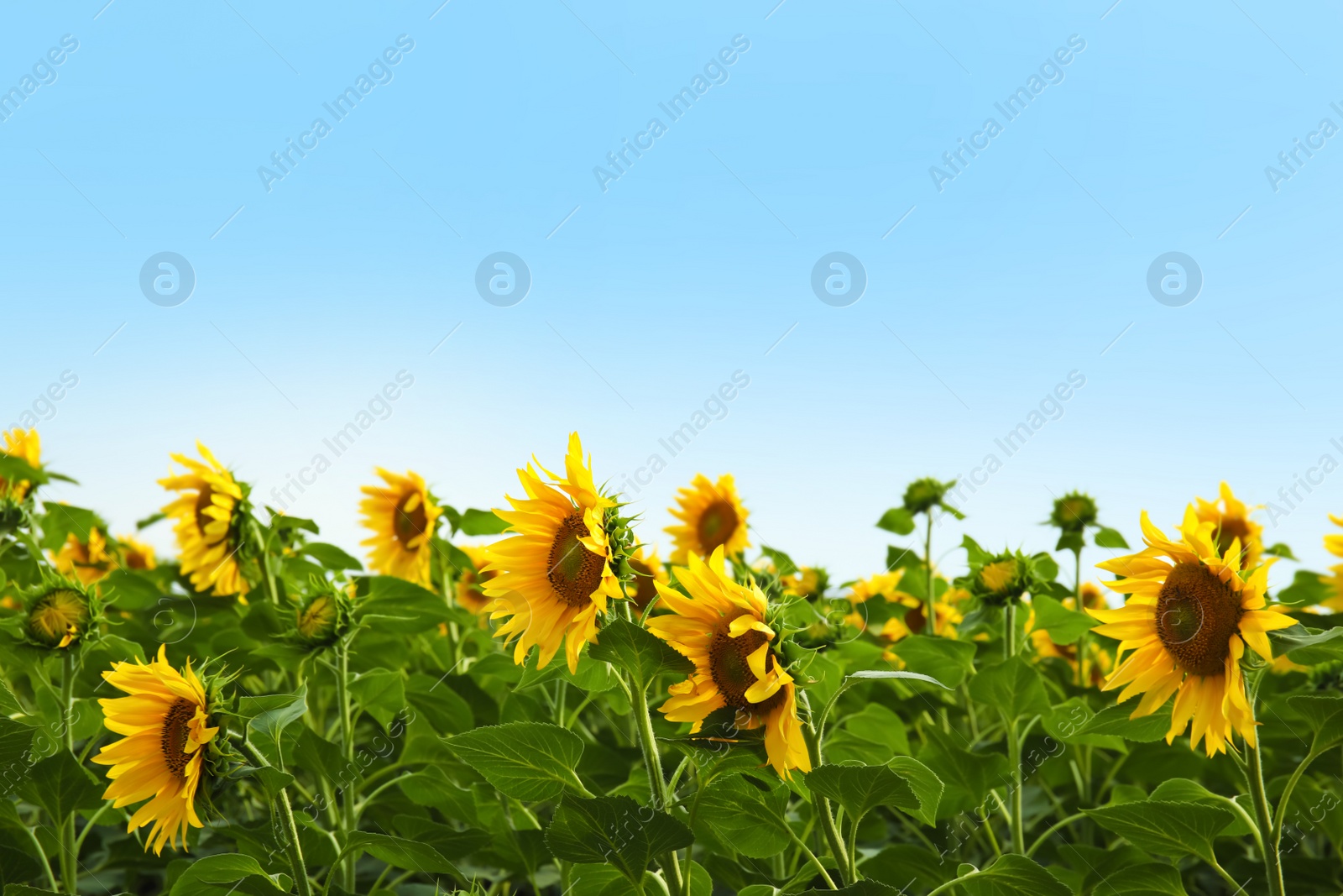 Photo of Field of yellow sunflowers on summer day