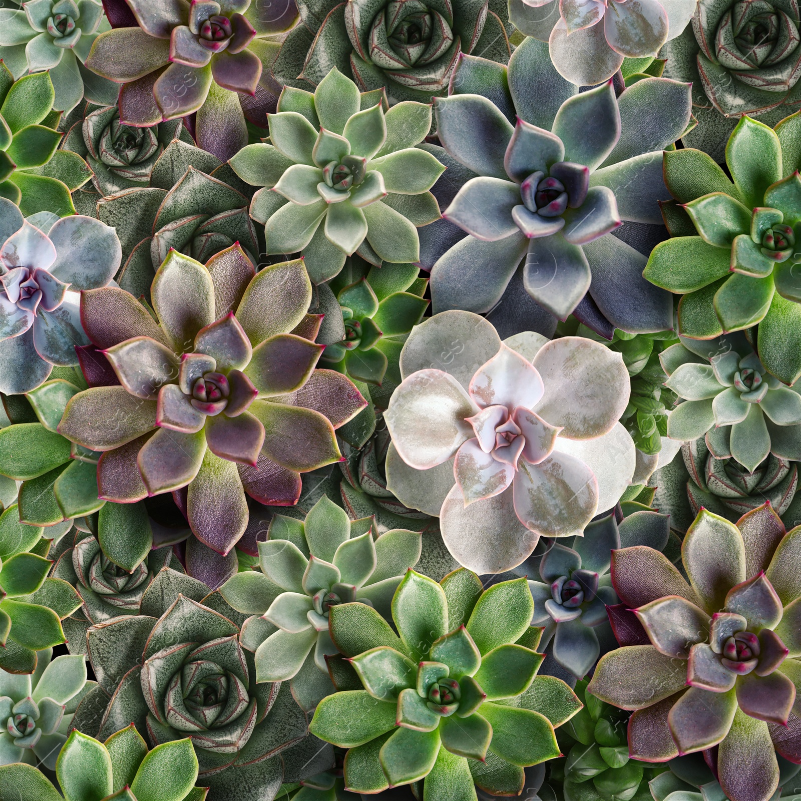 Image of Many beautiful succulent plants as background, top view