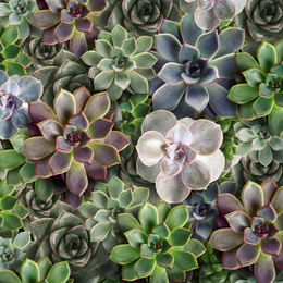 Image of Many beautiful succulent plants as background, top view