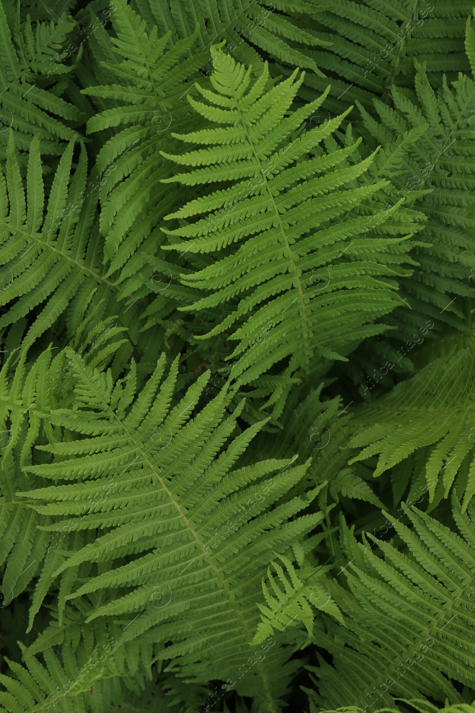 Photo of Beautiful fern with lush green leaves growing outdoors