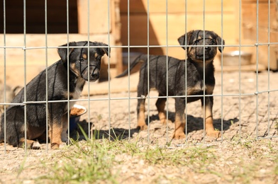 Photo of Cage with homeless dogs in animal shelter. Concept of volunteering