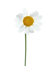 Photo of Beautiful tender chamomile flower isolated on white