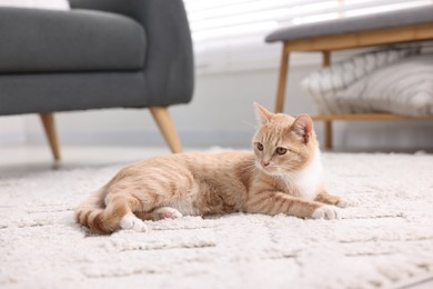 Photo of Cute ginger cat lying on floor at home