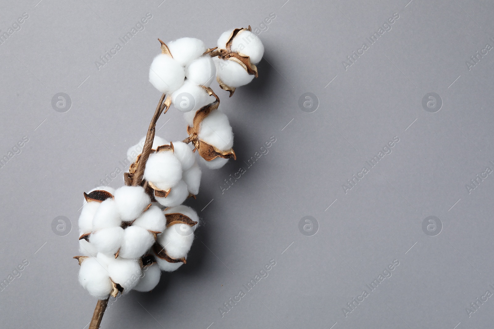 Photo of Branch with cotton flowers on light grey background, top view. Space for text