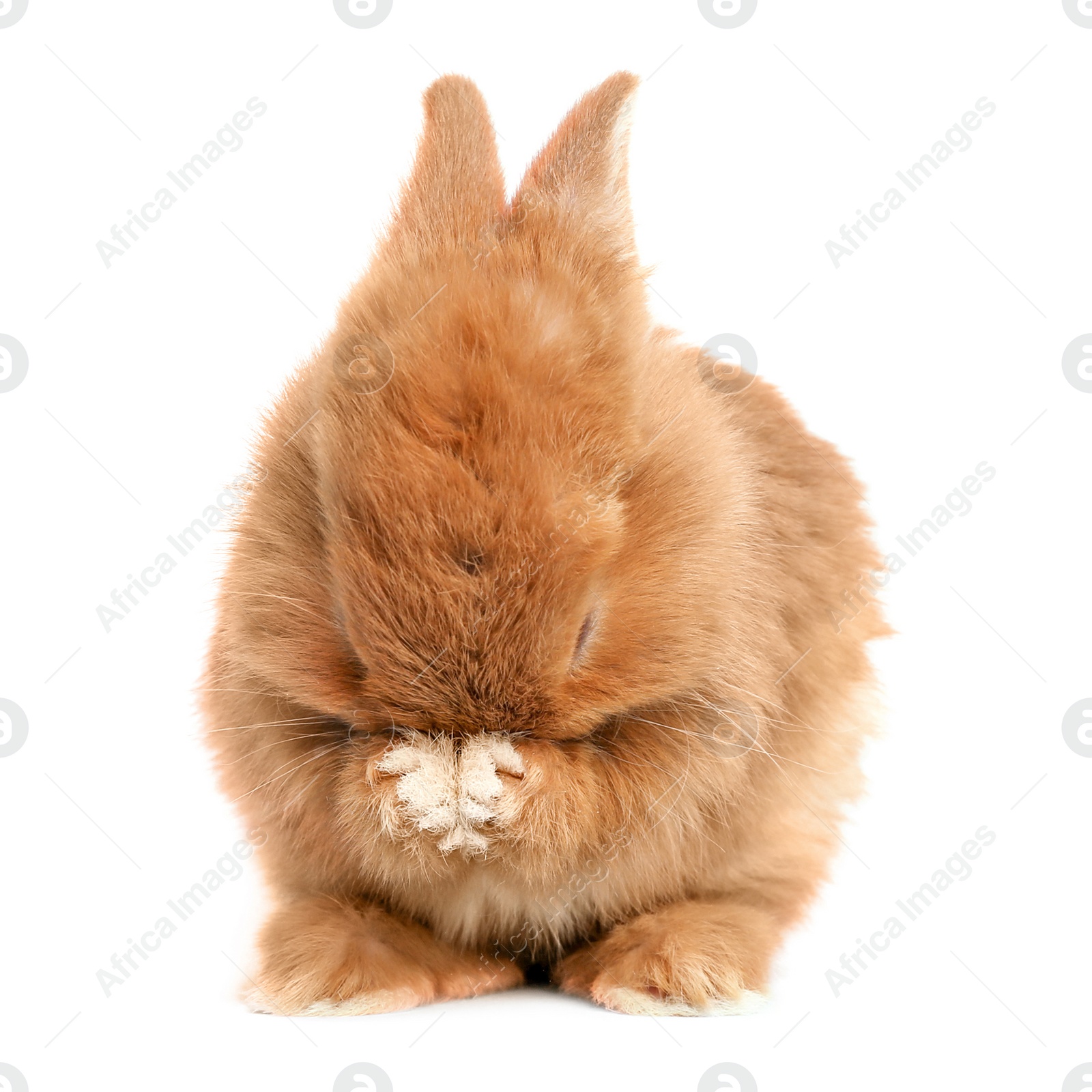 Image of Adorable fluffy Easter bunny on white background