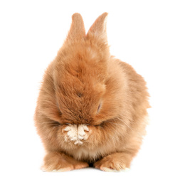 Adorable fluffy Easter bunny on white background