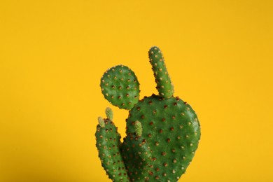 Photo of Beautiful green exotic cactus on yellow background