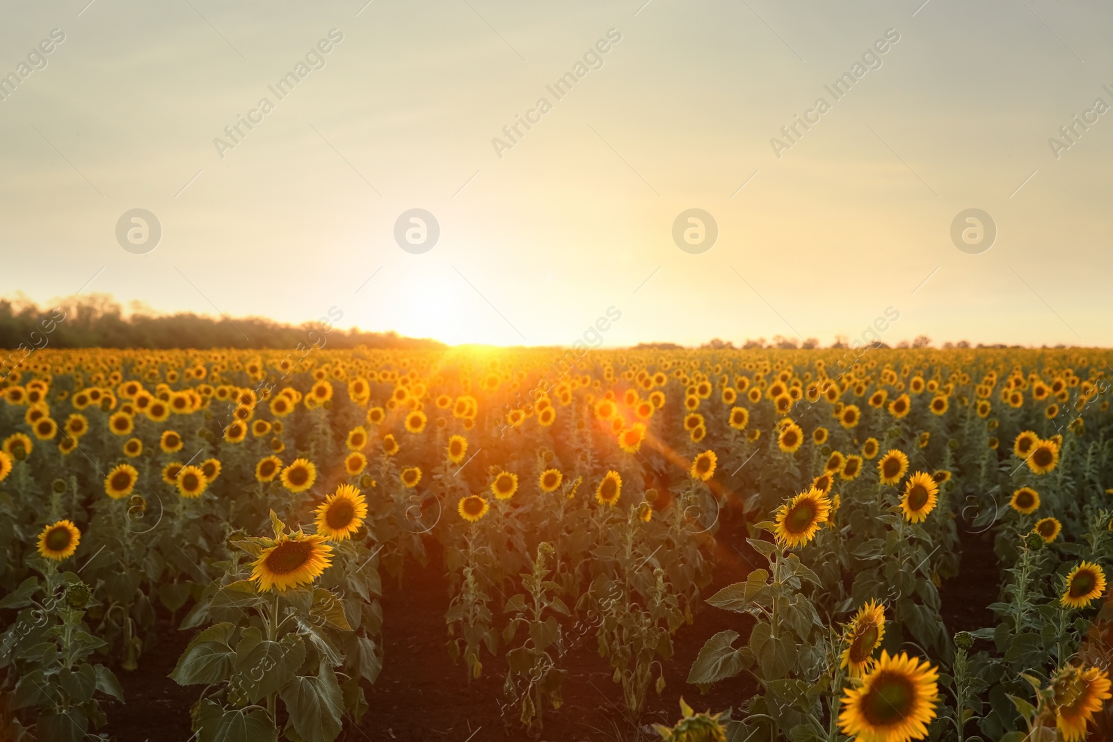 Photo of Beautiful view of field with yellow sunflowers at sunset