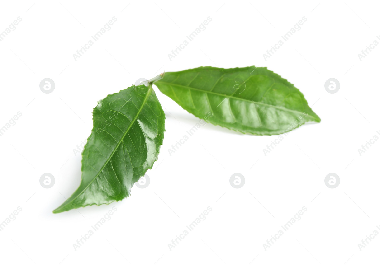 Photo of Green leaves of tea plant isolated on white