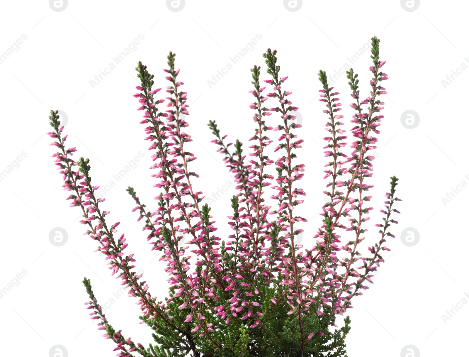 Photo of Heather with beautiful flowers on white background