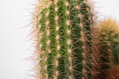 Photo of Beautiful green cactus on white background, closeup. Tropical plant