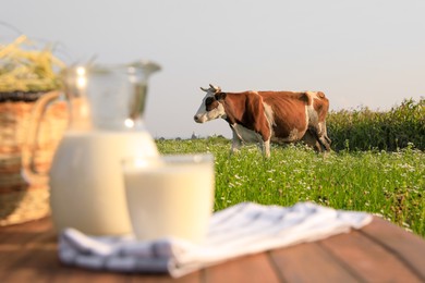 Photo of Milk with hay in meadow, focus on cow